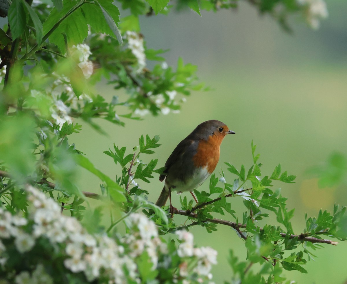 European Robin - ML620694985