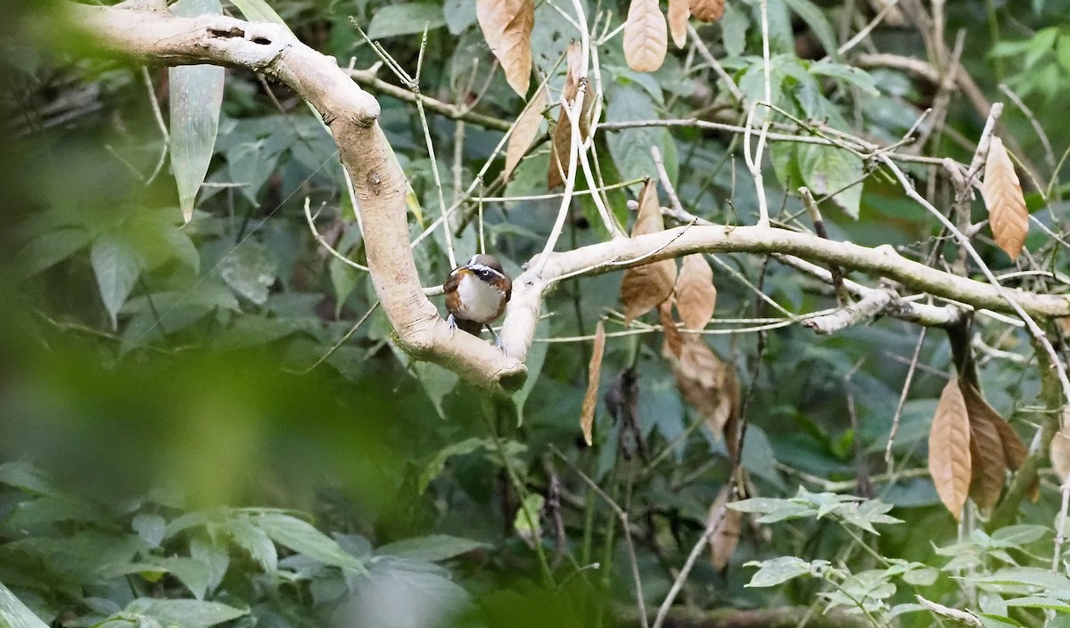 White-browed Scimitar-Babbler - ML620694998