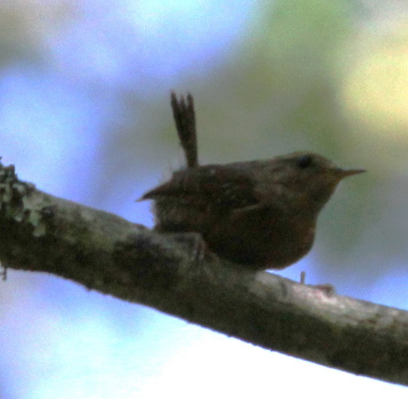 Pacific Wren - ML620695003