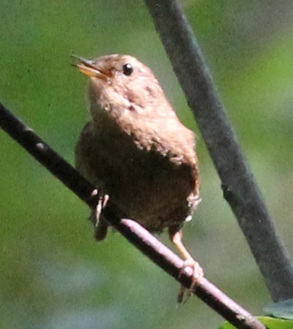 Pacific Wren - ML620695005