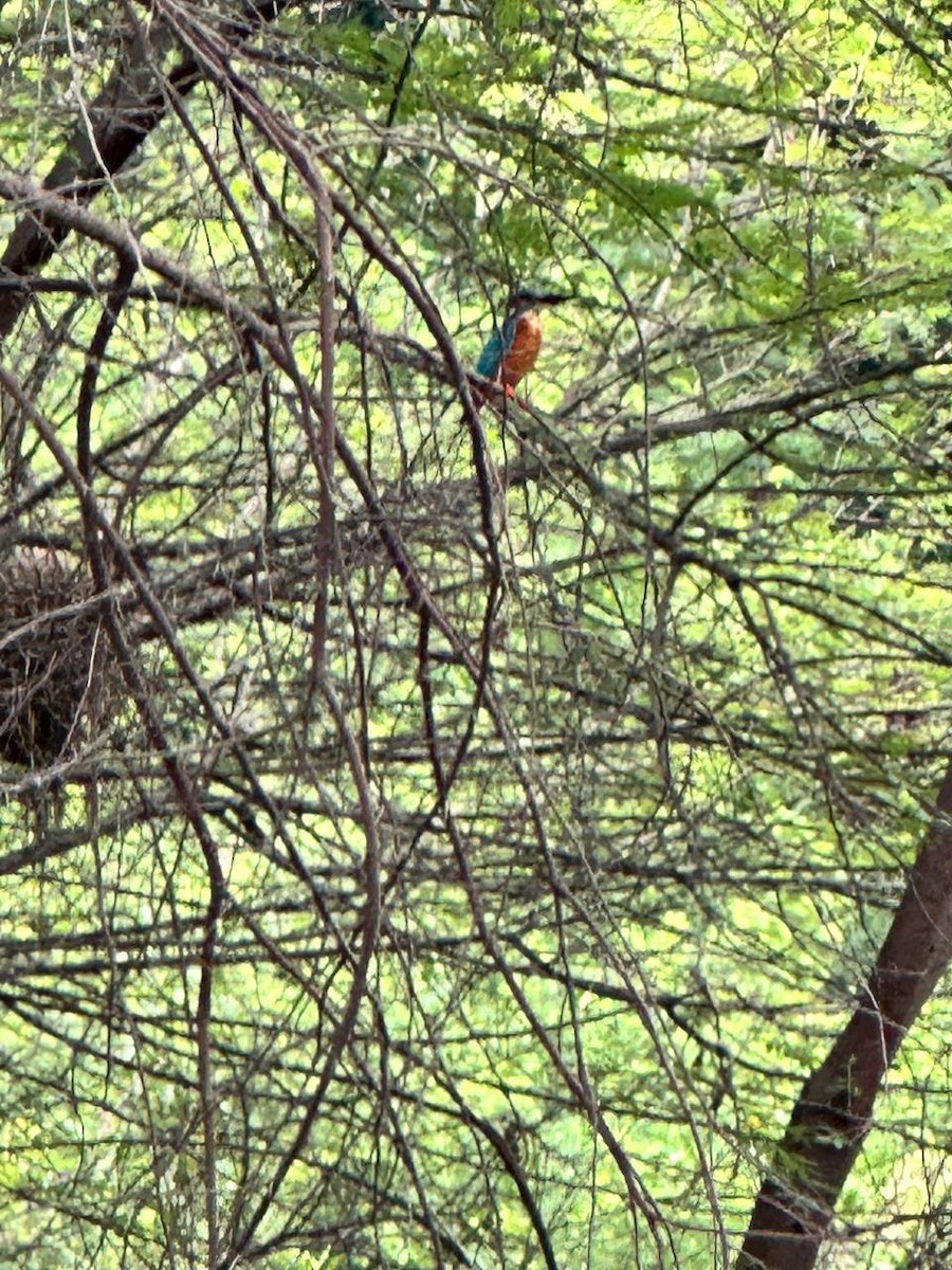 Common Kingfisher - ML620695015