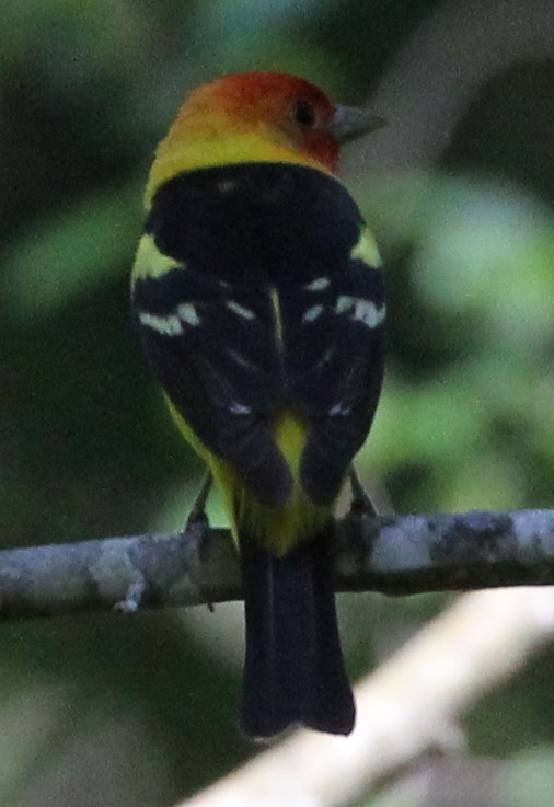 Western Tanager - ML620695020