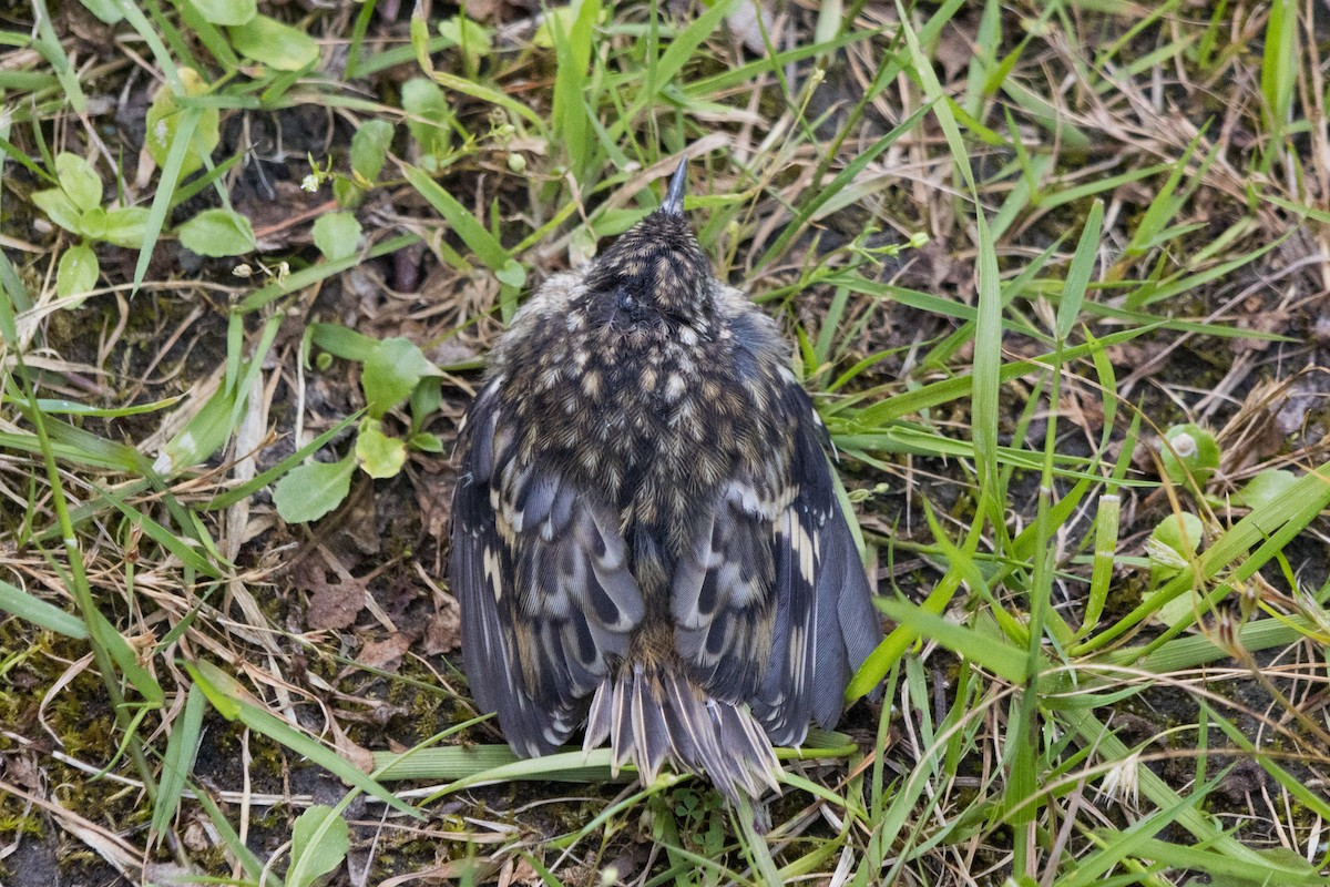 Brown Creeper - ML620695025