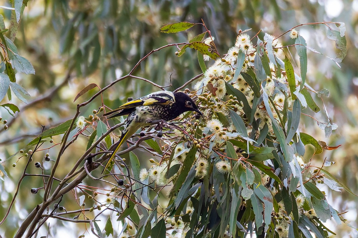 Regent Honeyeater - ML620695031