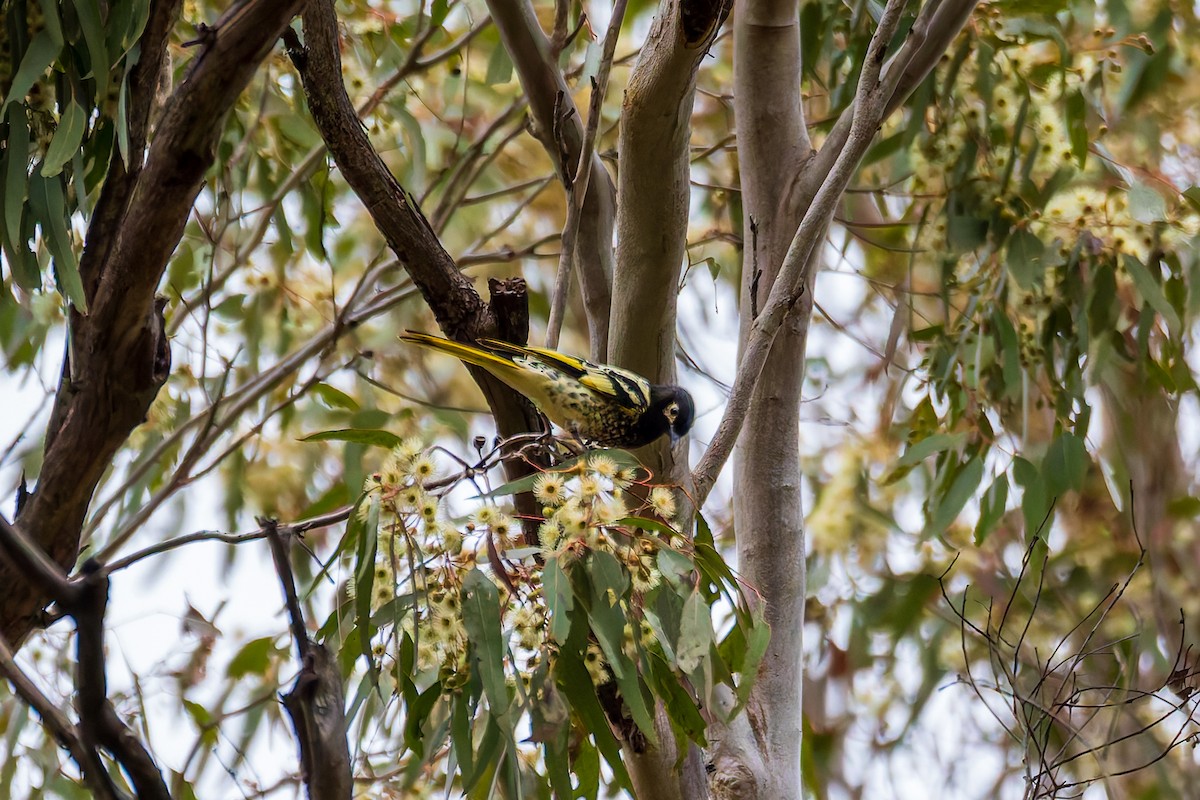 Regent Honeyeater - ML620695032