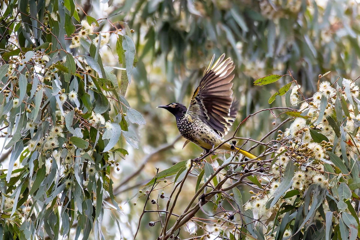 Regent Honeyeater - ML620695033