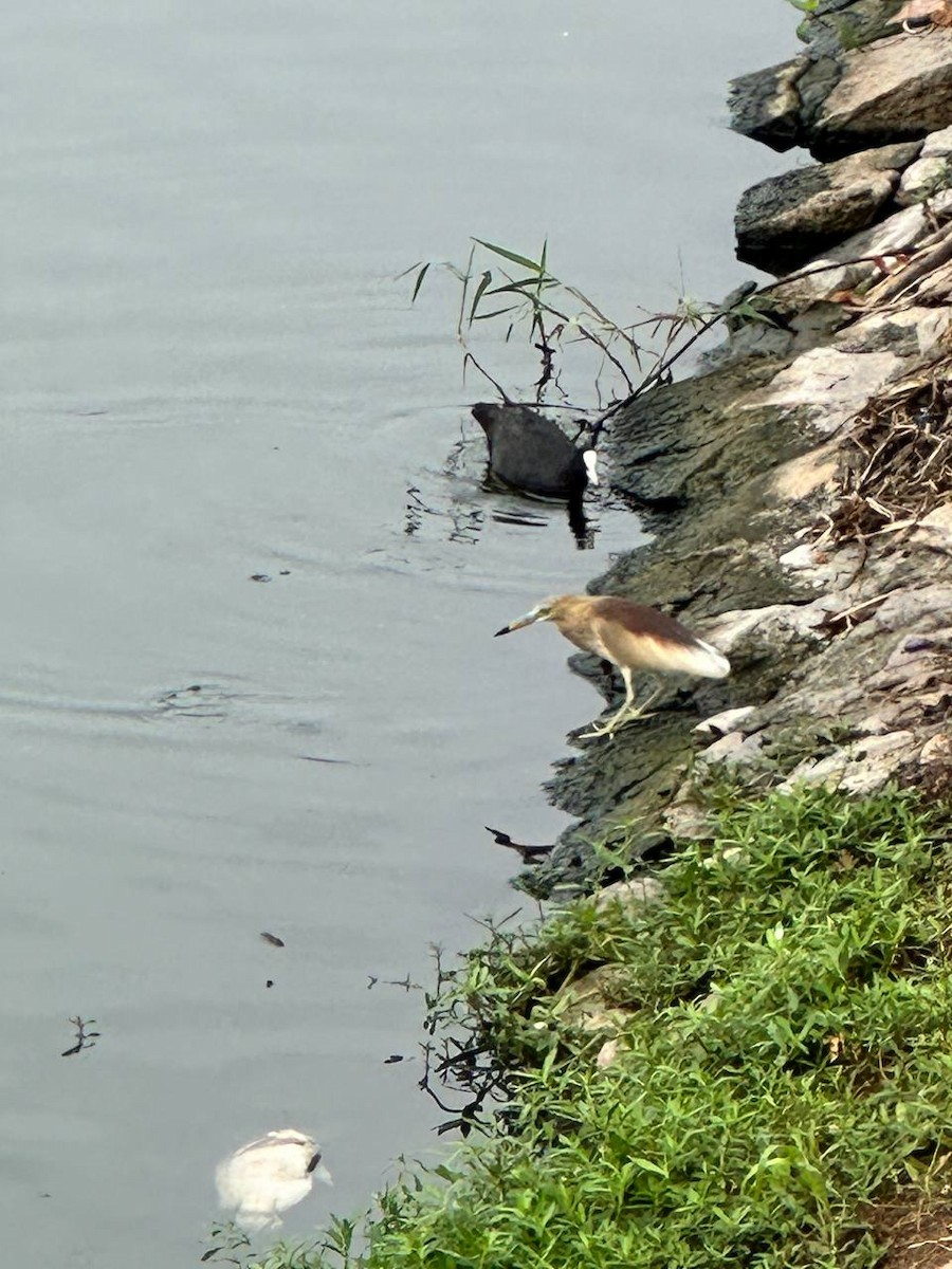 Eurasian Coot - ML620695037