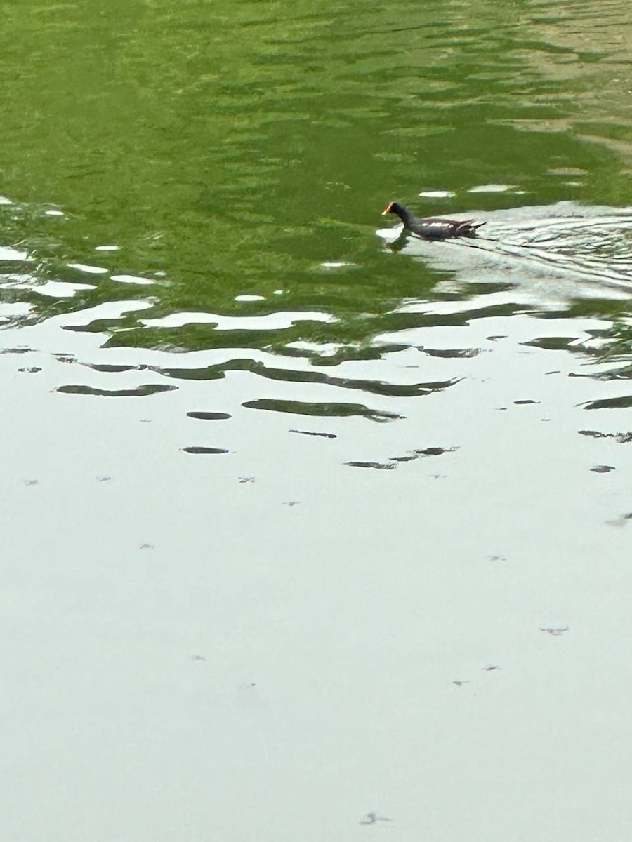 Eurasian Moorhen - ML620695040