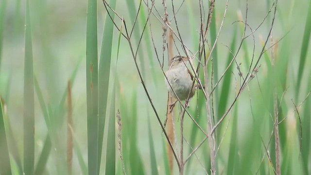 Marsh Wren - ML620695044