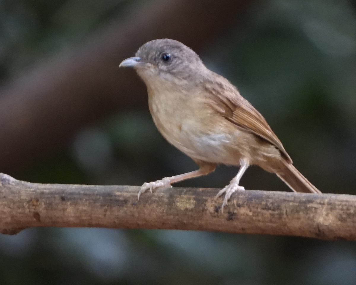 Brown-cheeked Fulvetta - Alfred McLachlan-Karr