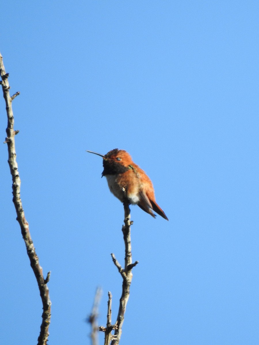 rødkolibri - ML620695053