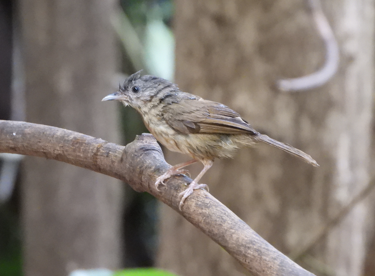 Brown-cheeked Fulvetta - ML620695059