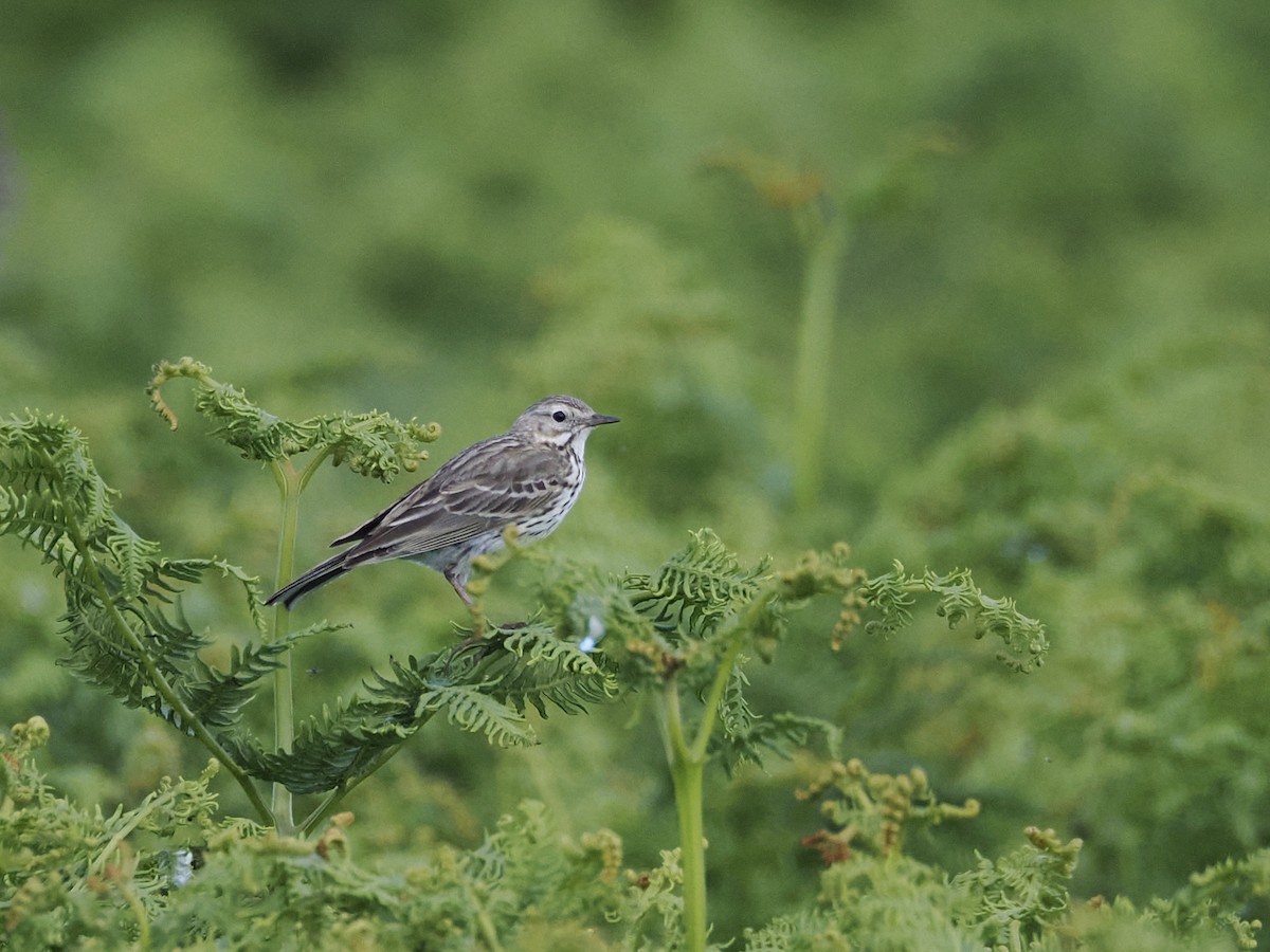 Meadow Pipit - ML620695062