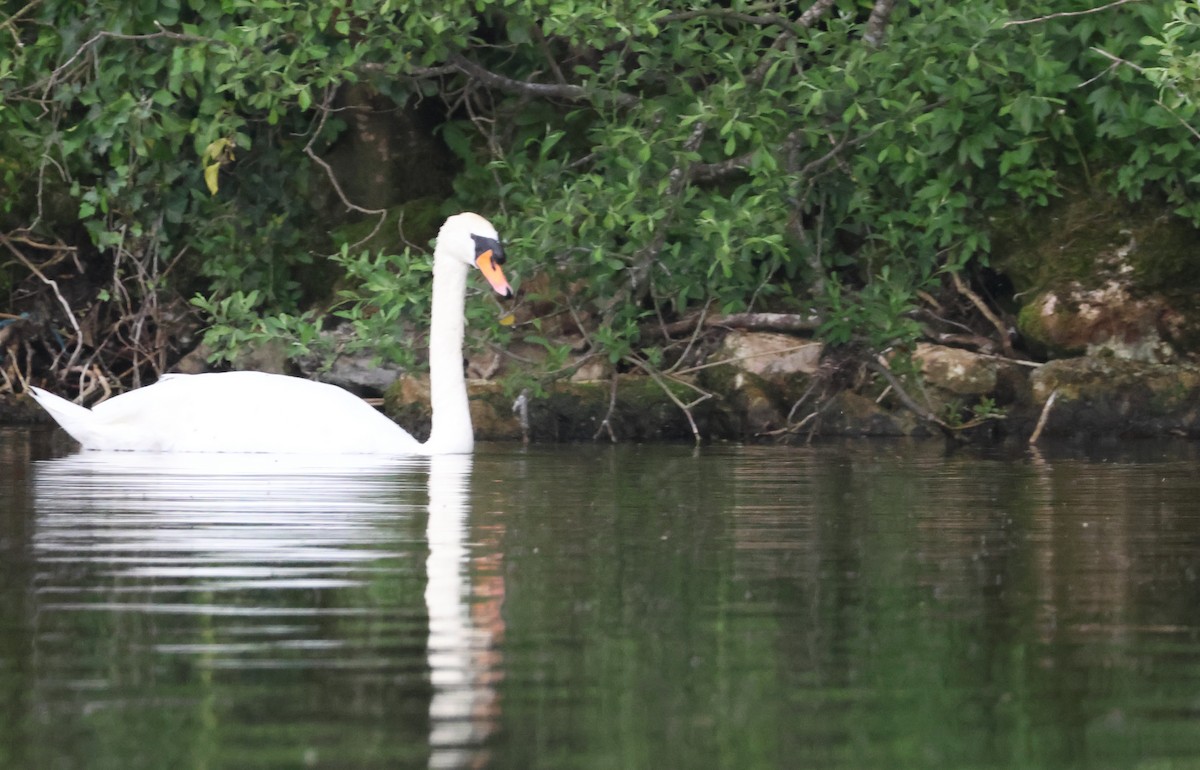 Cygne tuberculé - ML620695063