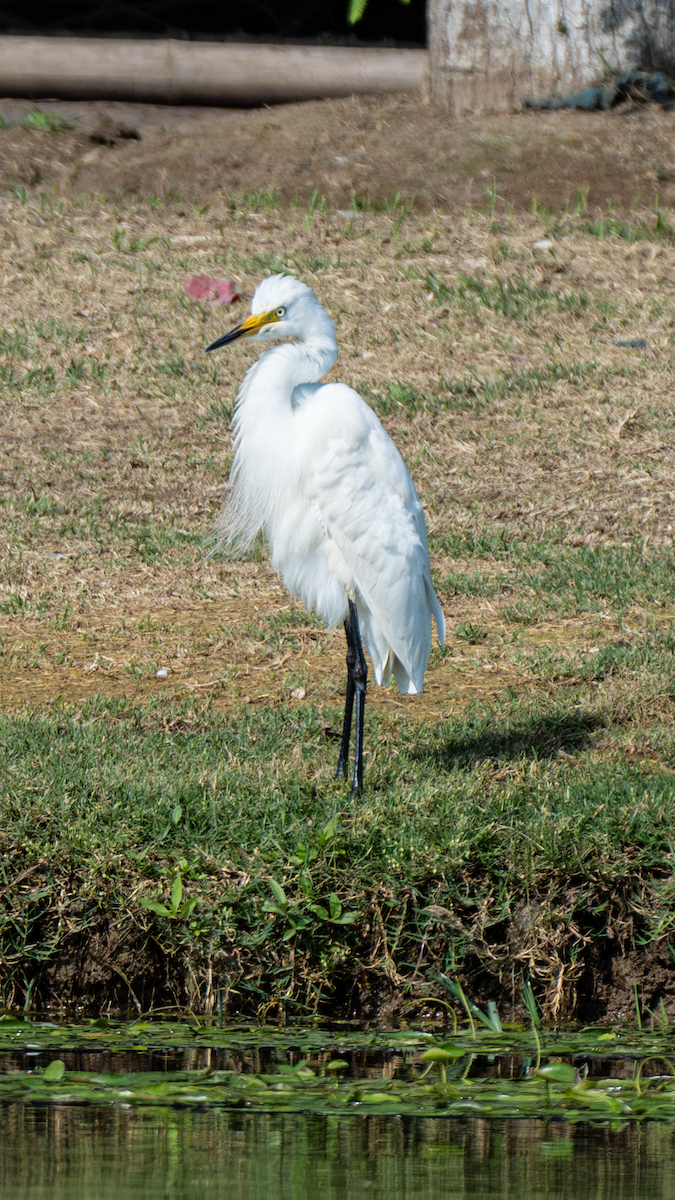 Great Egret - ML620695065