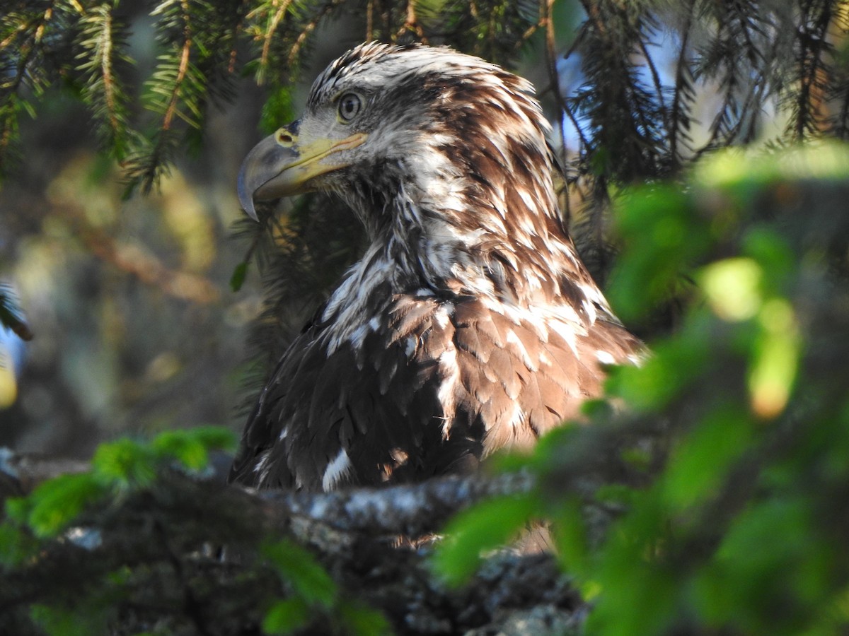 Weißkopf-Seeadler - ML620695070