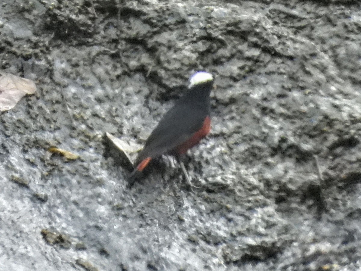 White-capped Redstart - ML620695072