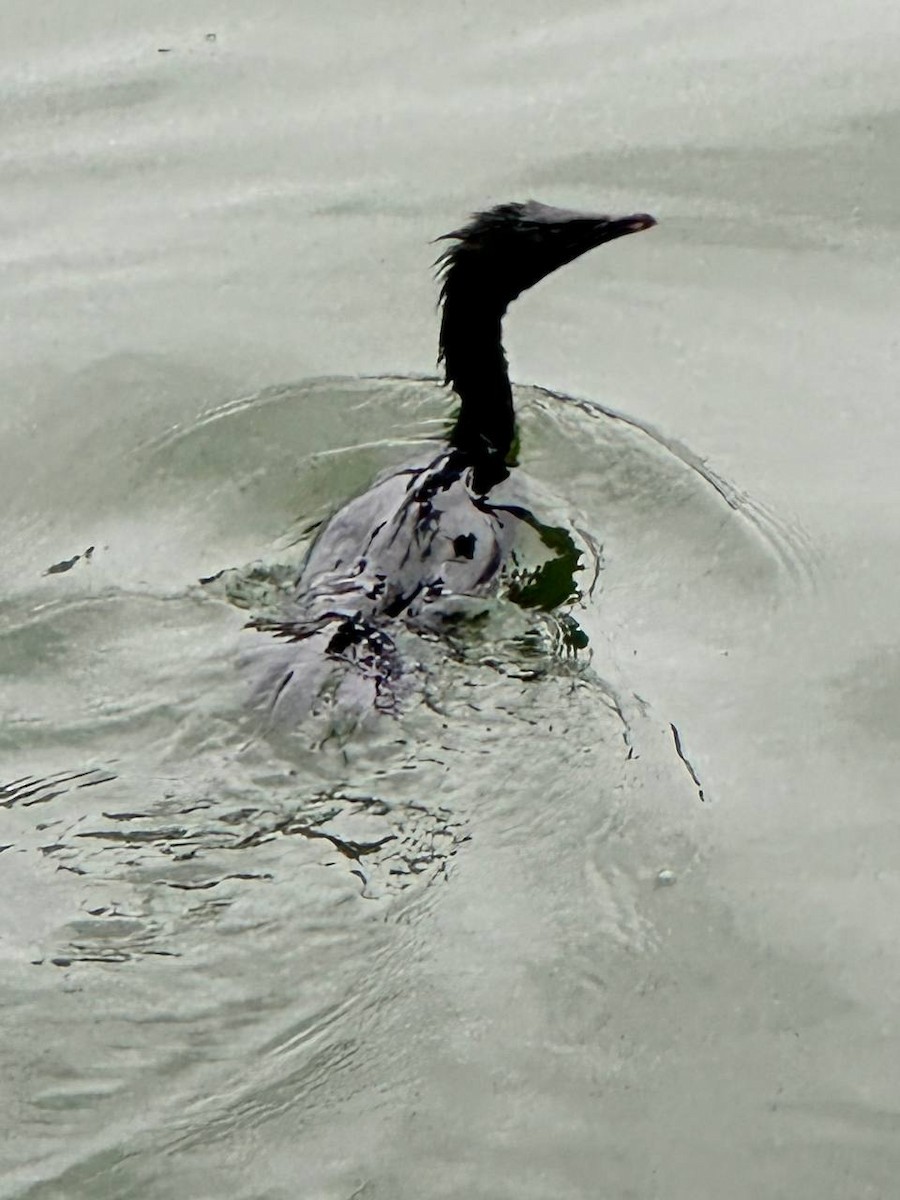 Indian Cormorant - ML620695074