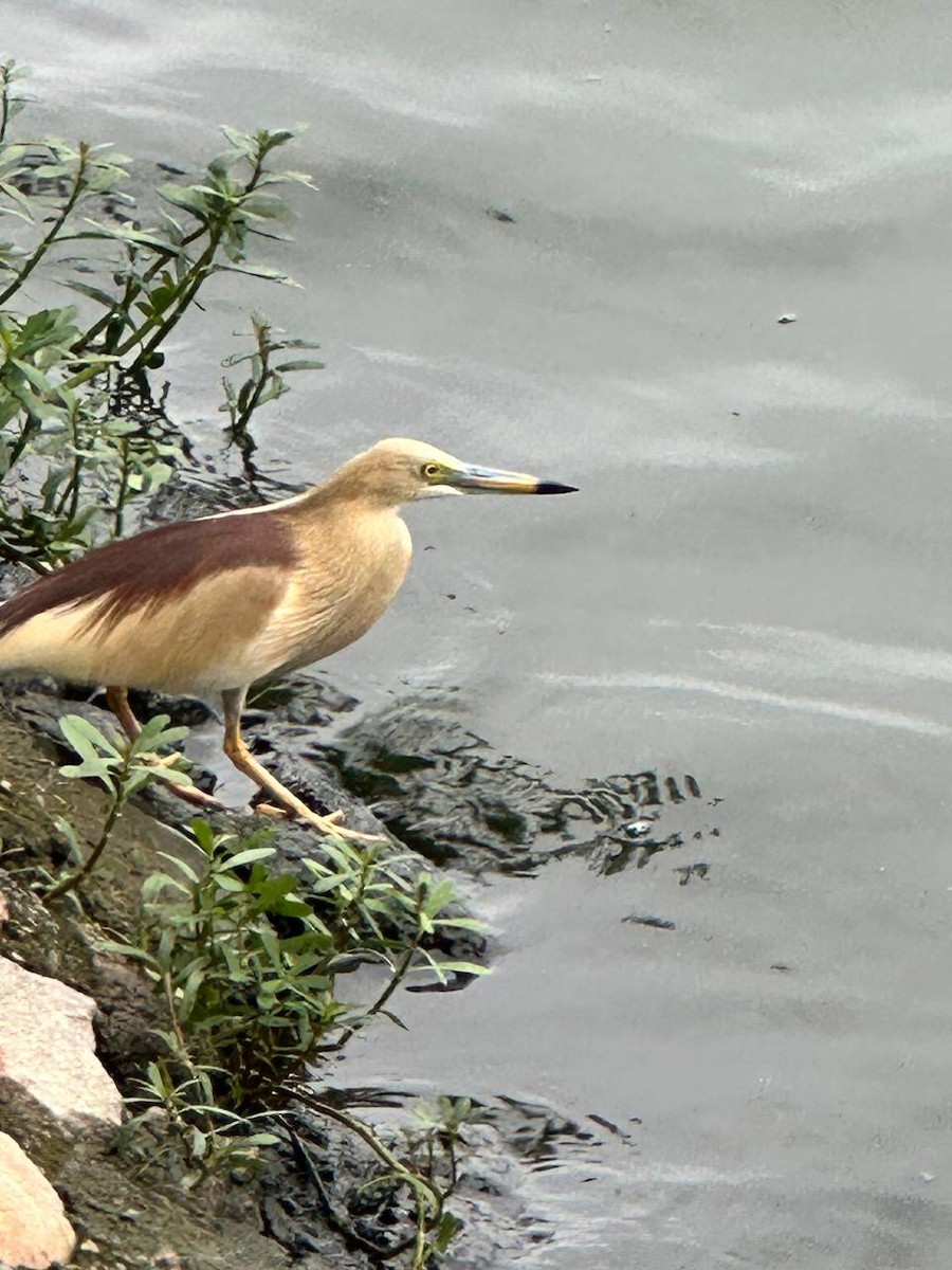 Indian Pond-Heron - ML620695084