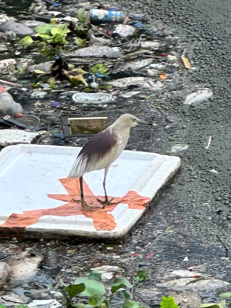 Indian Pond-Heron - ML620695089