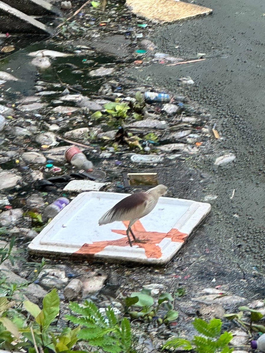 Indian Pond-Heron - ML620695090