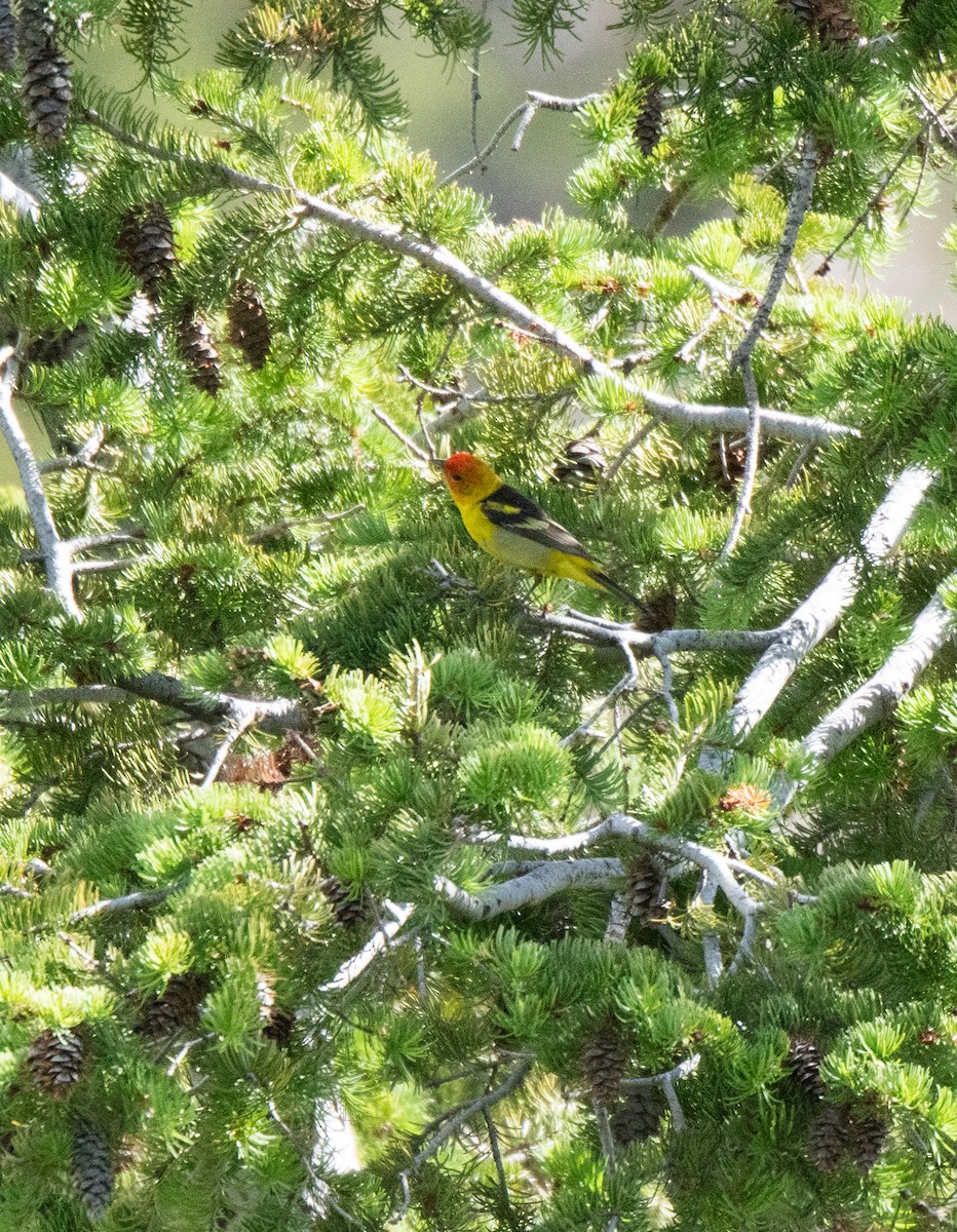 Western Tanager - ML620695092