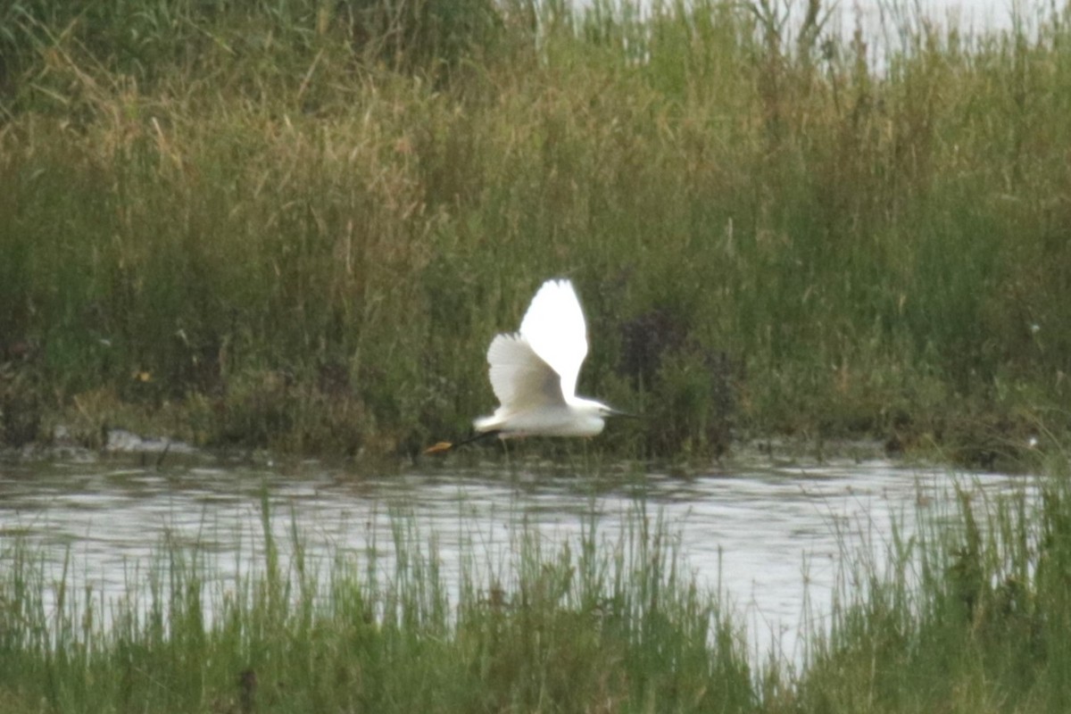 Little Egret - Jan Roedolf