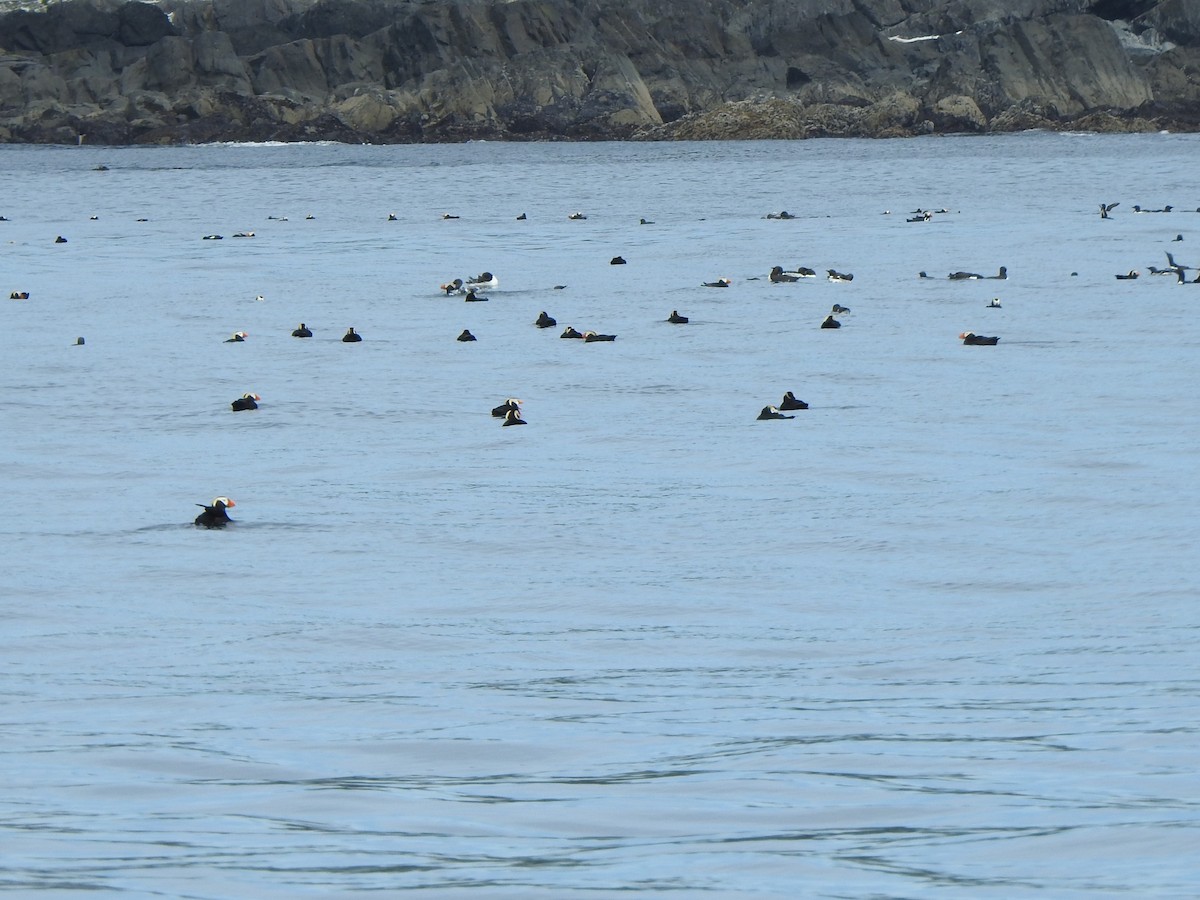 Tufted Puffin - ML620695105