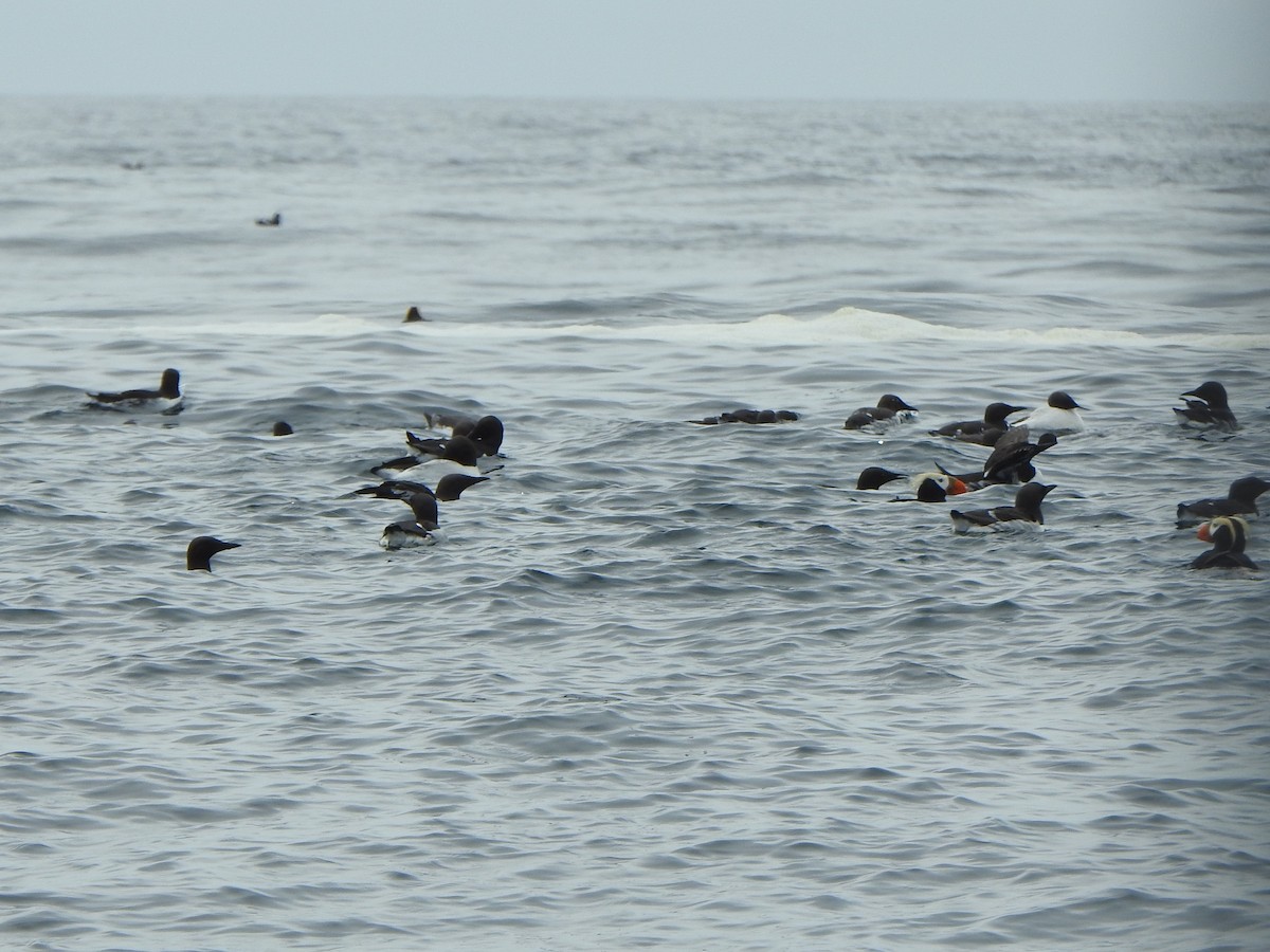 Tufted Puffin - ML620695106