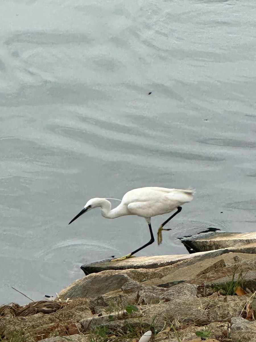 Little Egret - ML620695111