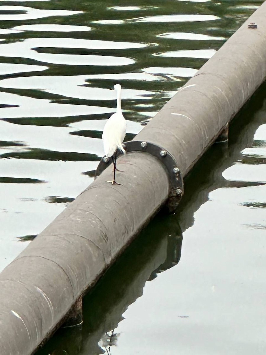 Little Egret - ML620695112