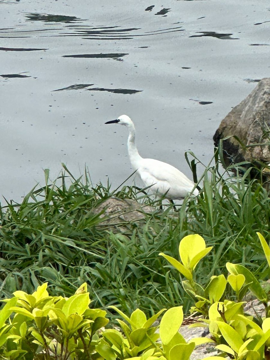 Little Egret - ML620695114