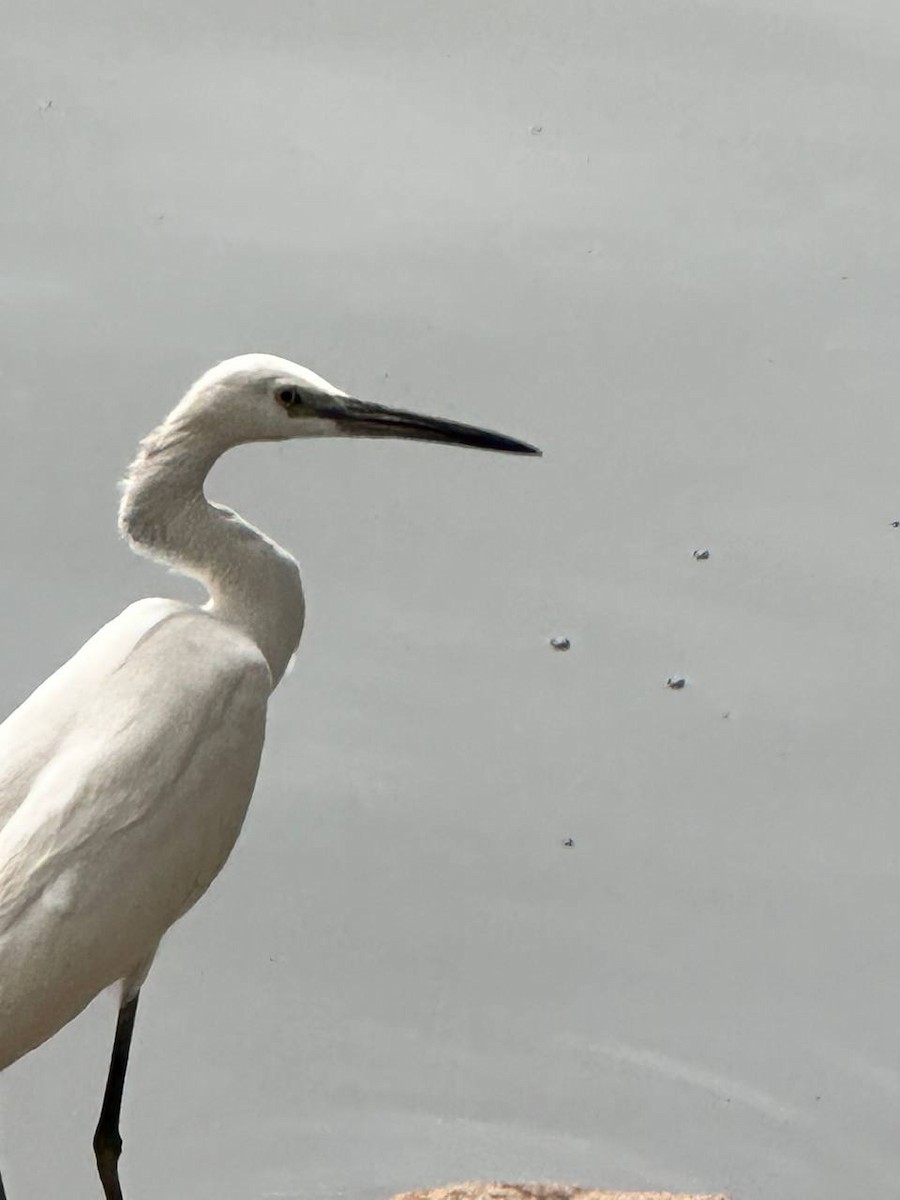 Little Egret - ML620695115