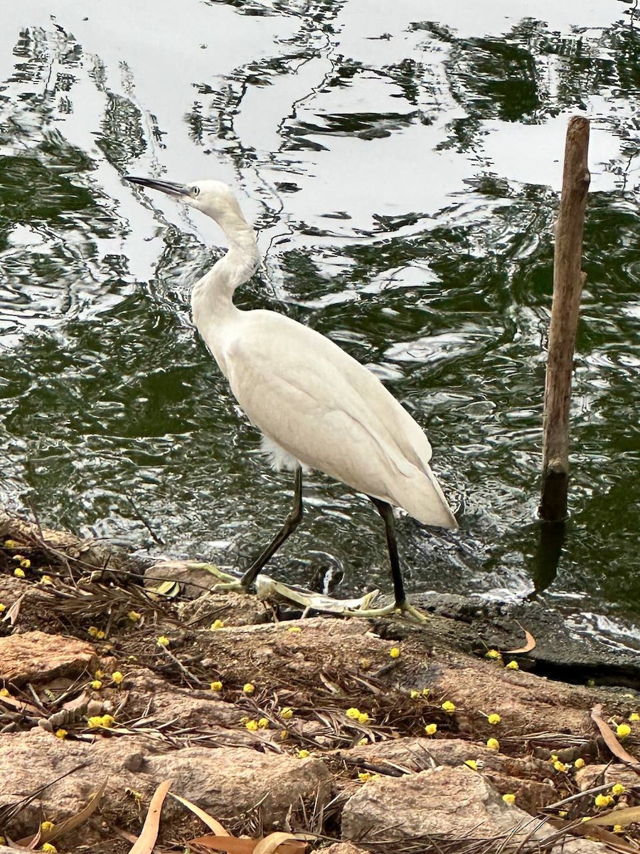 Little Egret - ML620695116