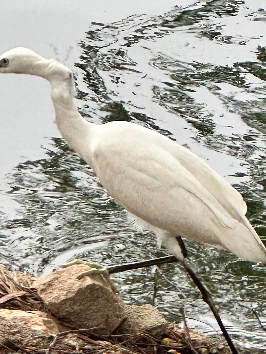 Little Egret - ML620695117