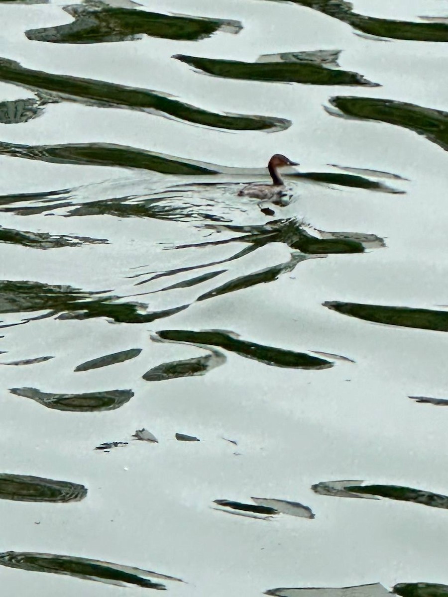 Little Grebe - ML620695119