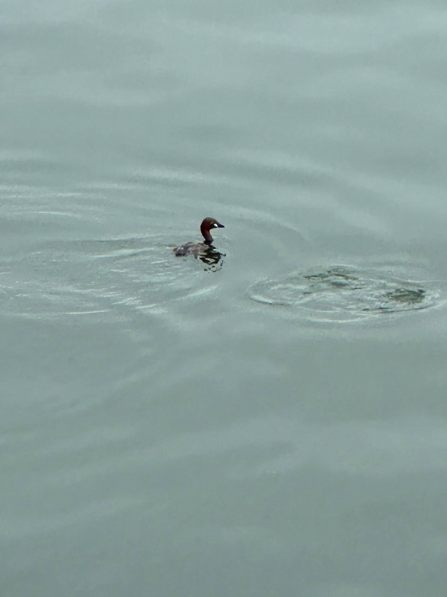 Little Grebe - ML620695121