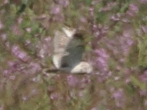 Short-eared Owl - ML620695122