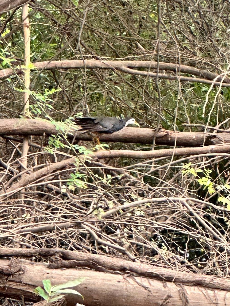 White-breasted Waterhen - ML620695123