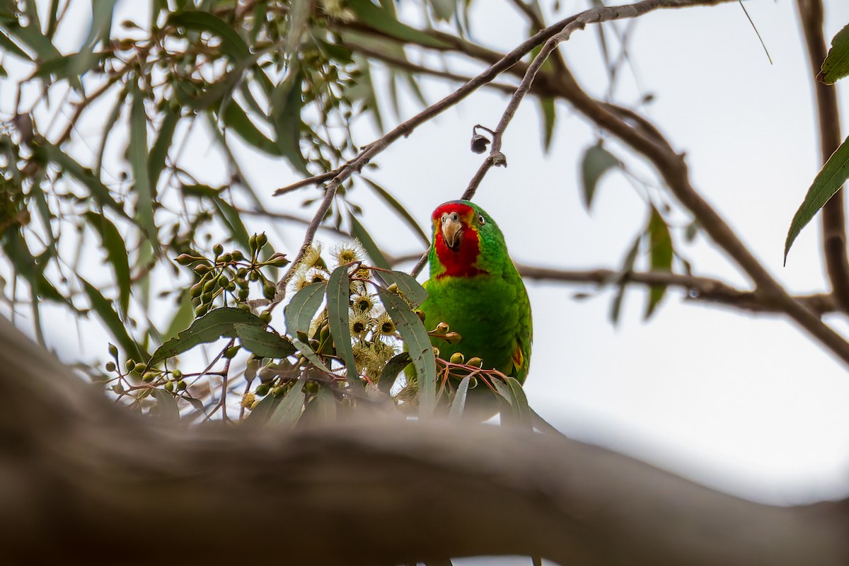 Swift Parrot - ML620695126