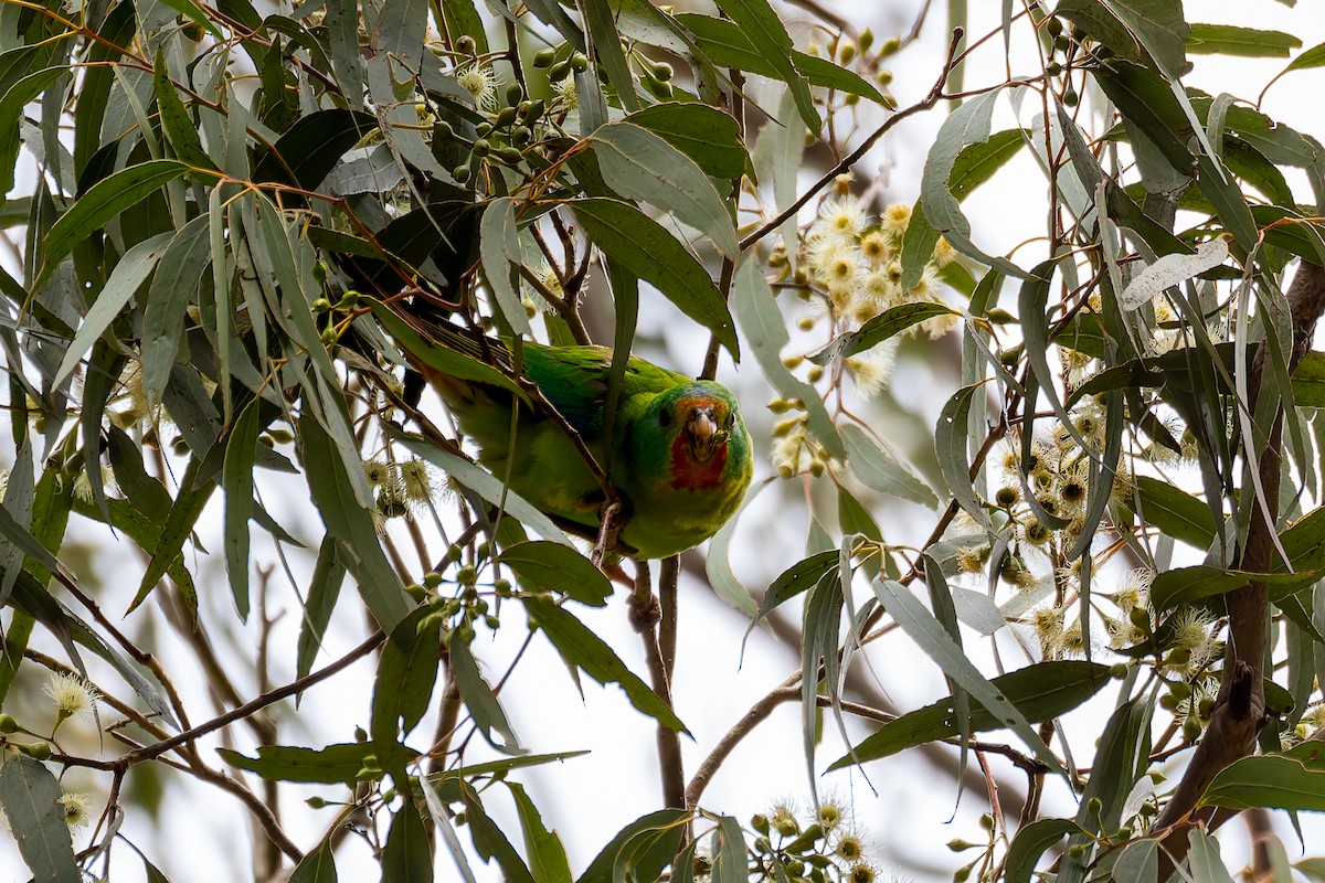 Swift Parrot - Benjamin Smith