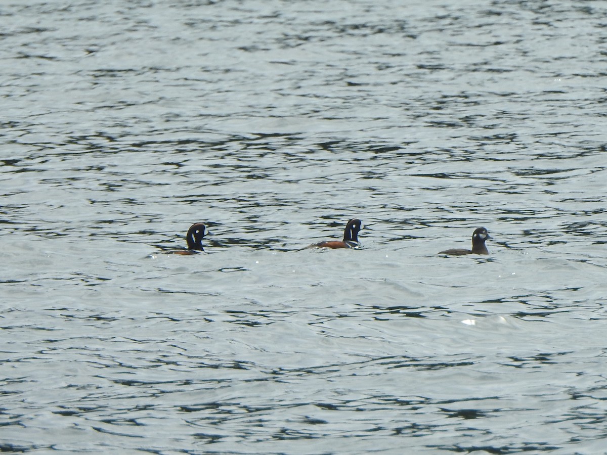 Harlequin Duck - ML620695136