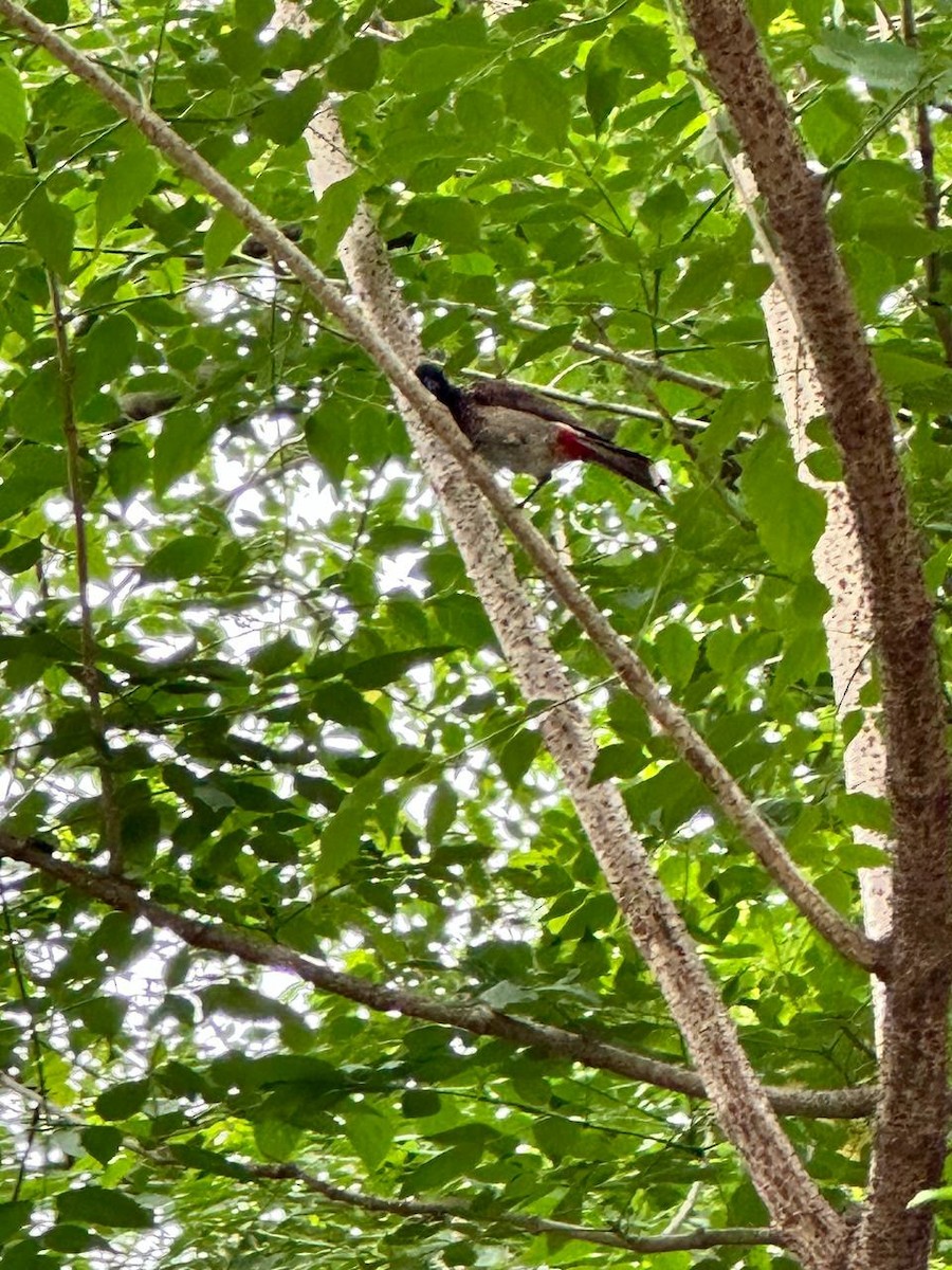 Red-vented Bulbul - ML620695139