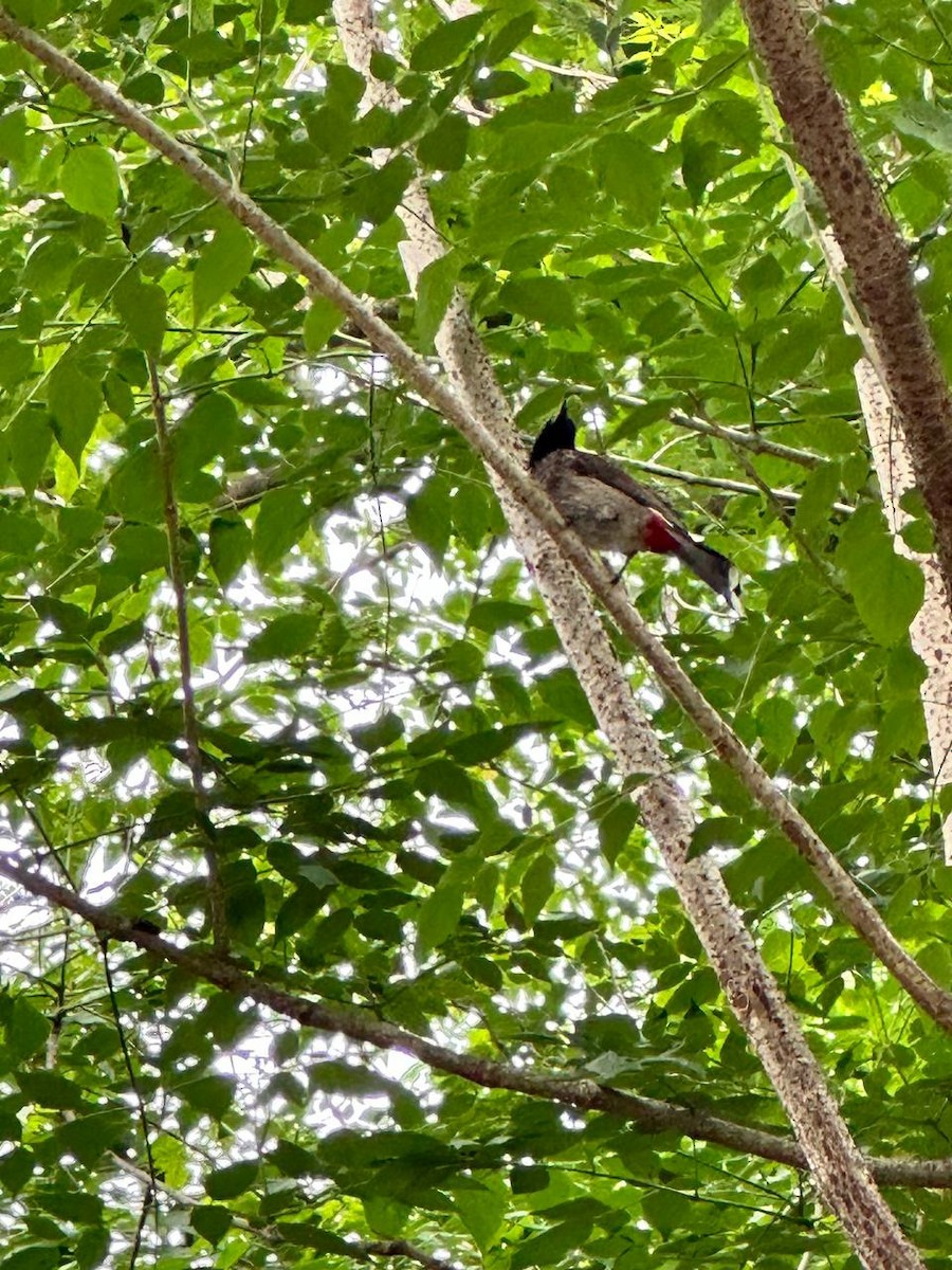 Red-vented Bulbul - ML620695140