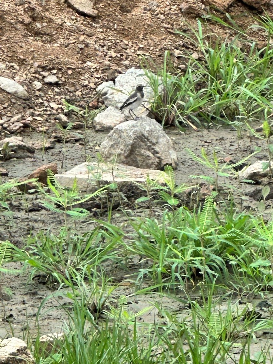 White-browed Wagtail - ML620695142