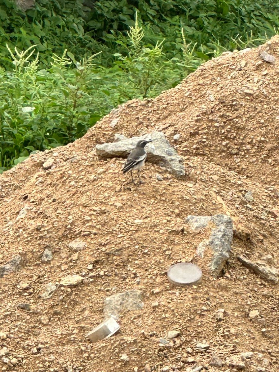 White-browed Wagtail - ML620695143