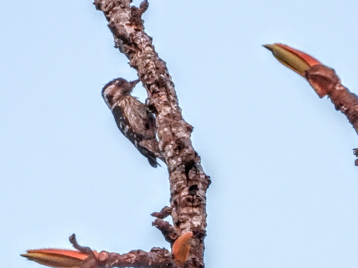 Gray-capped Pygmy Woodpecker - ML620695145