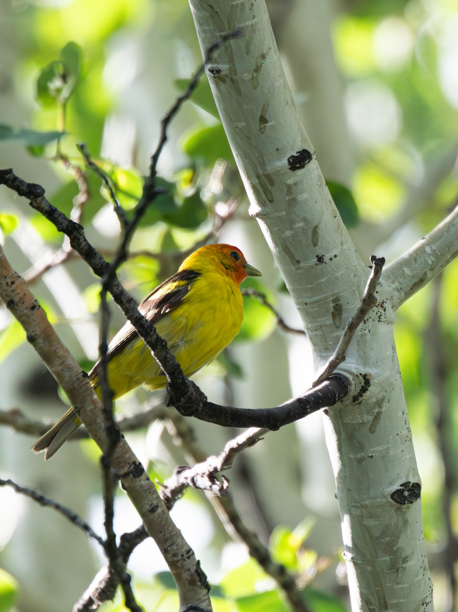 Western Tanager - ML620695146