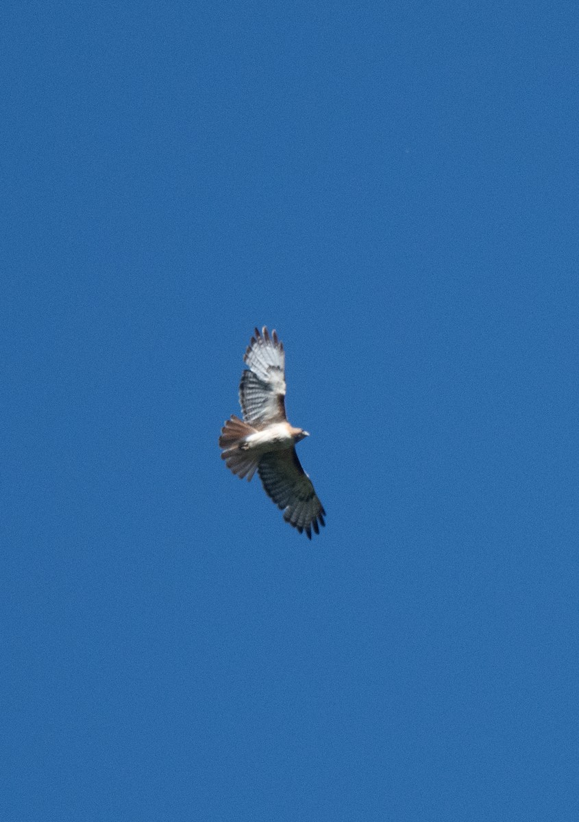 Red-tailed Hawk - ML620695148