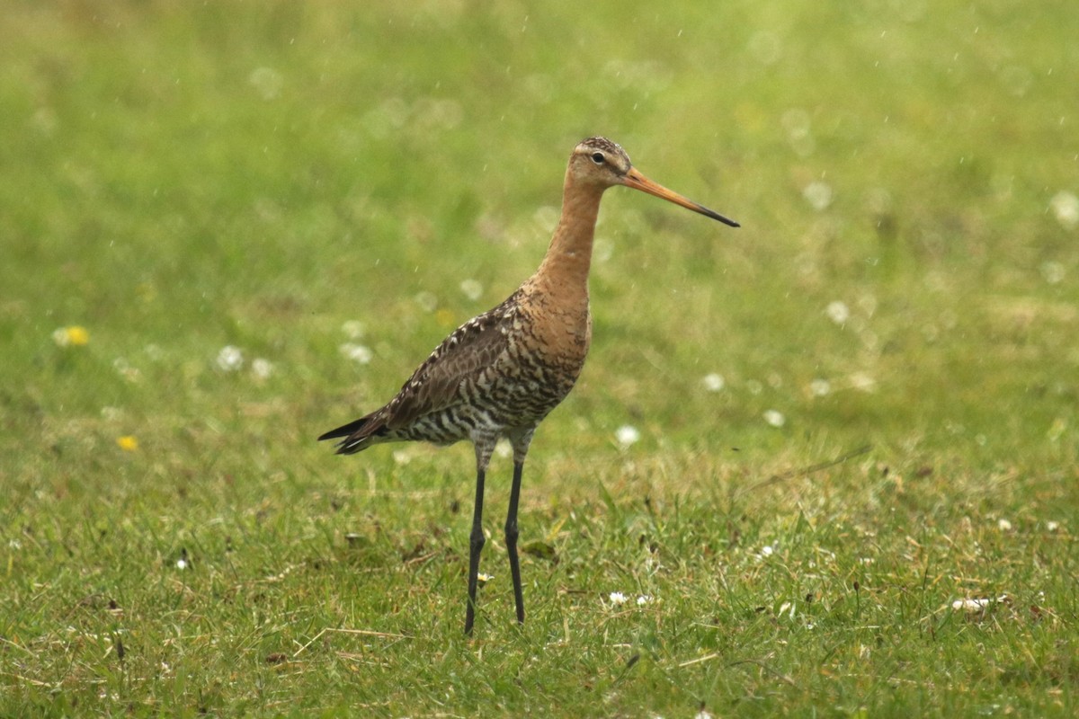 Black-tailed Godwit - ML620695154